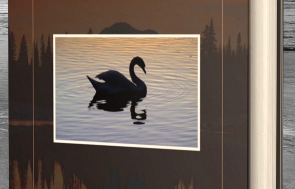 blackswanbookngm