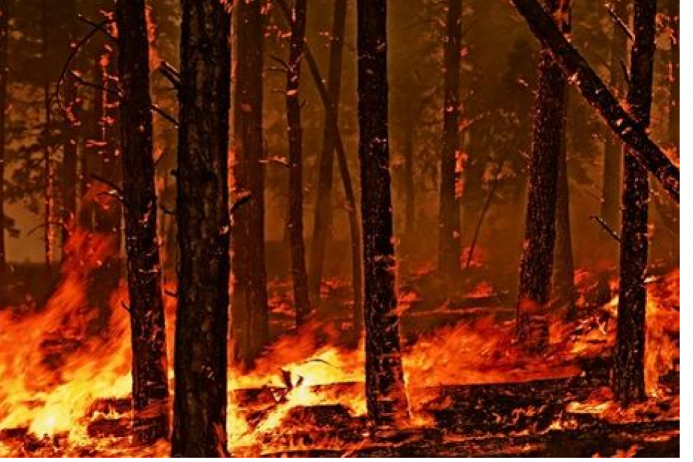 fire305