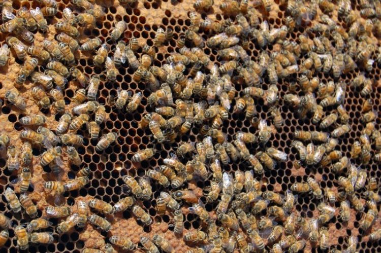 queen_bee_(by)