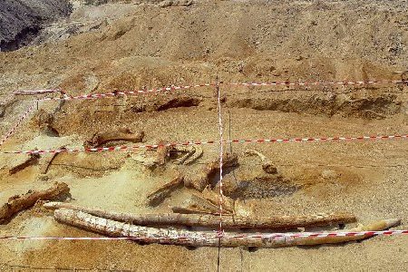 μεγαλοποληελεφαντας