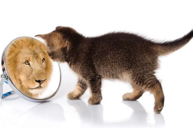 leao_gato-